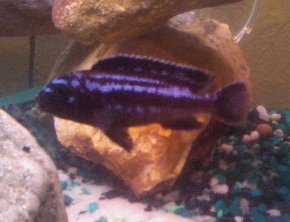 Why is my fish turning black?