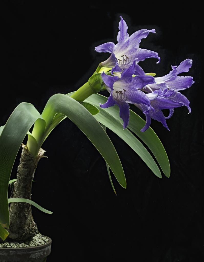 Rare Worsleya procera Amaryllis/Hippeastrum Pretty Blue Flower x (1) seed eBay