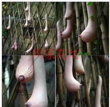 Có ai biết đây là giống dưa gì không?