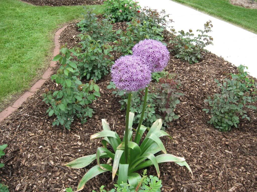  photo IMG_0951_zps1341f25a.jpg