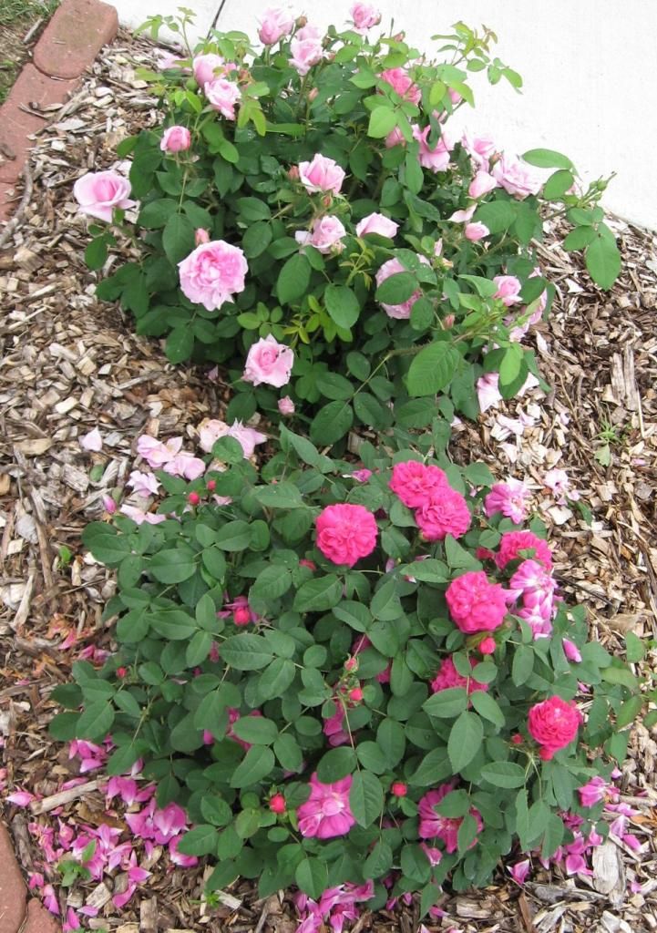  photo IMG_11382_zps47eba6ea.jpg