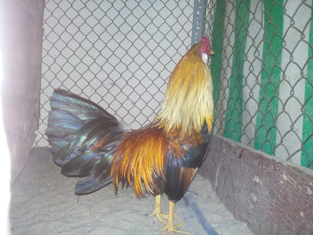 [Q12] Gà tre lai đá tiền - 4