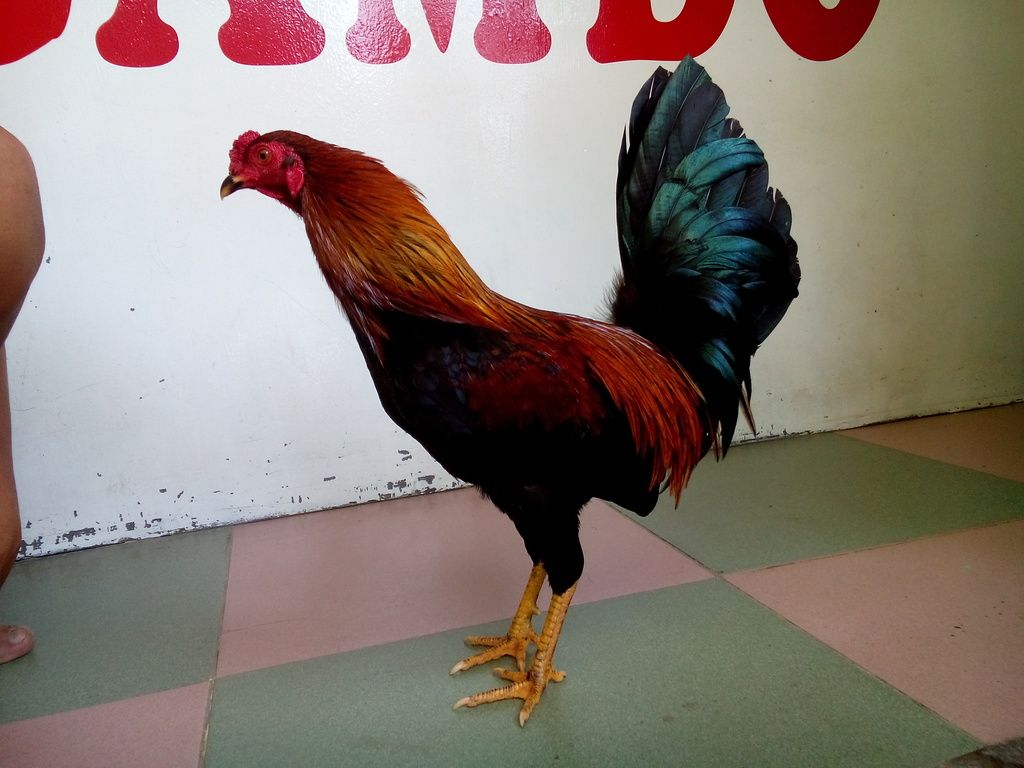 [Q12] Gà tre lai đá tiền - 5