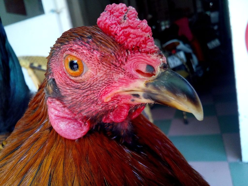 [Q12] Gà tre lai đá tiền - 6