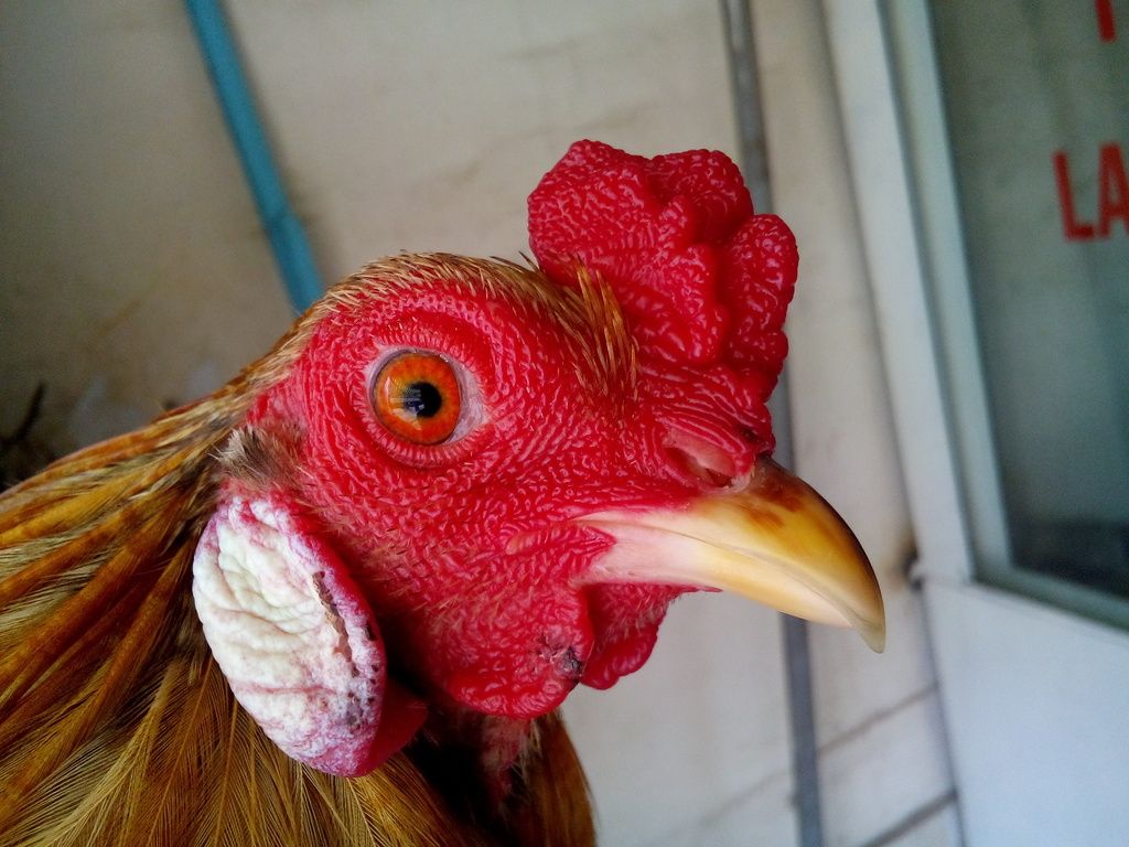 [Q12] Gà tre lai đá tiền