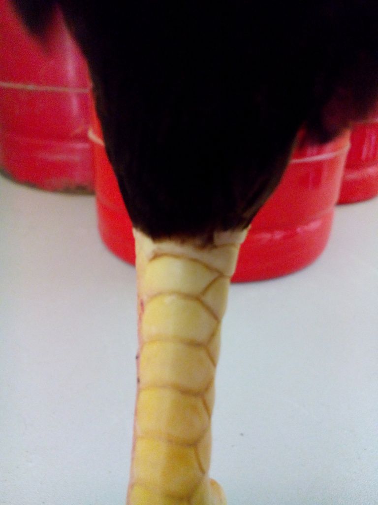 [Q12] Gà tre lai đá tiền - 2