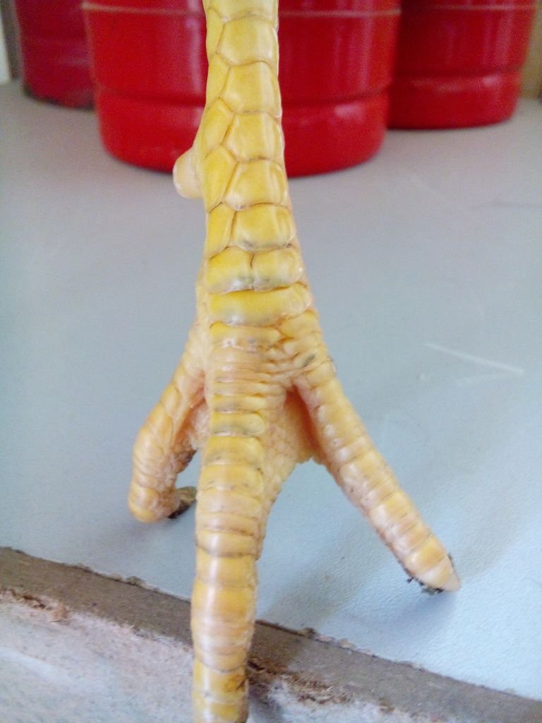 [Q12] Gà tre lai đá tiền - 3