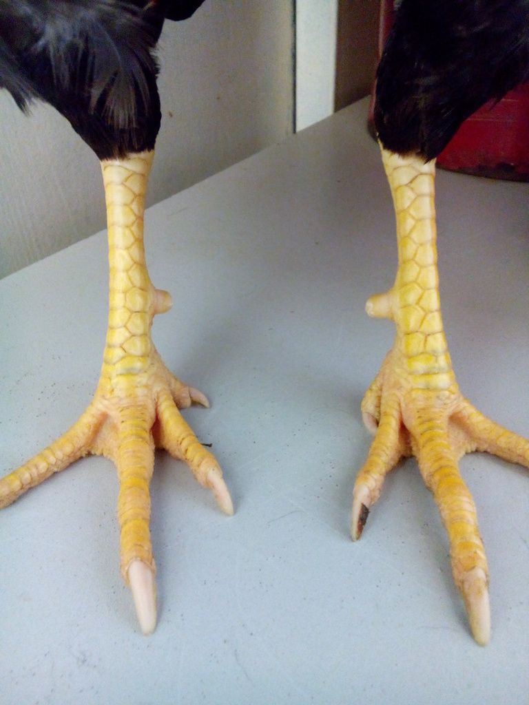 [Q12] Gà tre lai đá tiền - 1