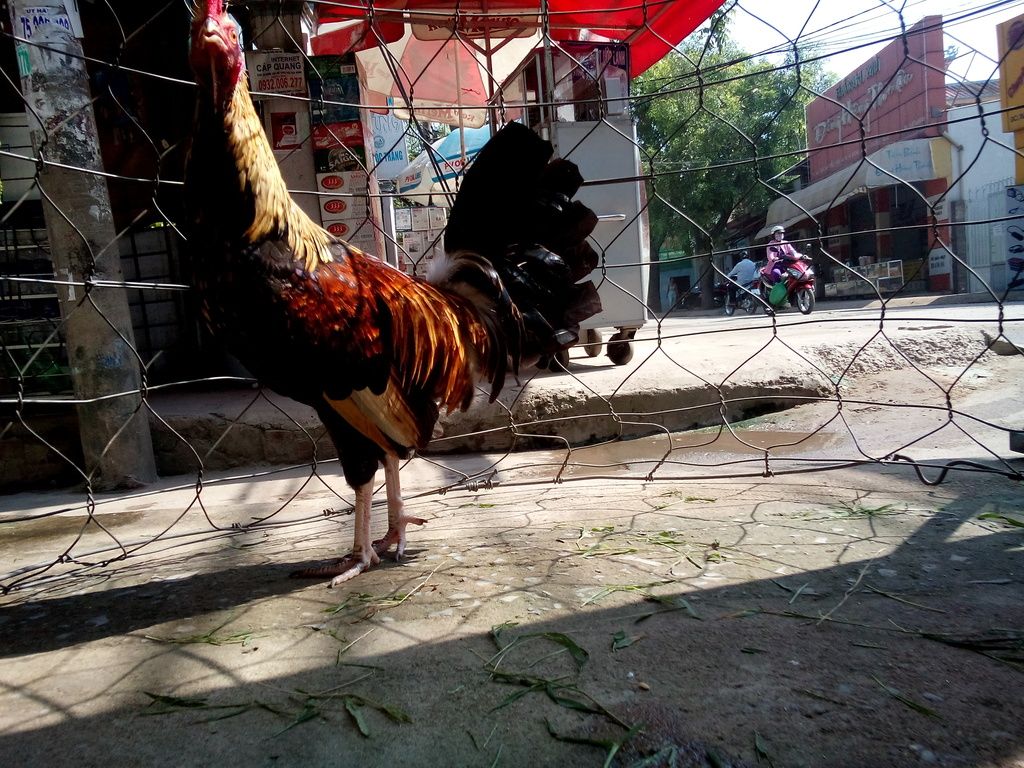 [Q12] Gà tre lai đá tiền - 8