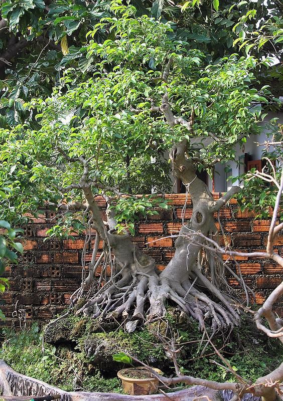 nhà em có 2 vườn đã đến lúc xuất vườn đi chiến đấu