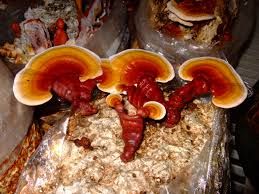 ganoderma kafes Ganoderma Reishi photo alpharhochiepsilon3AF0omicronlambda3AE0psietasigmaf_zpsec64c356.jpg