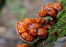 ganoderma kafes Ganoderma Reishi photo images_zps398b564a.jpg