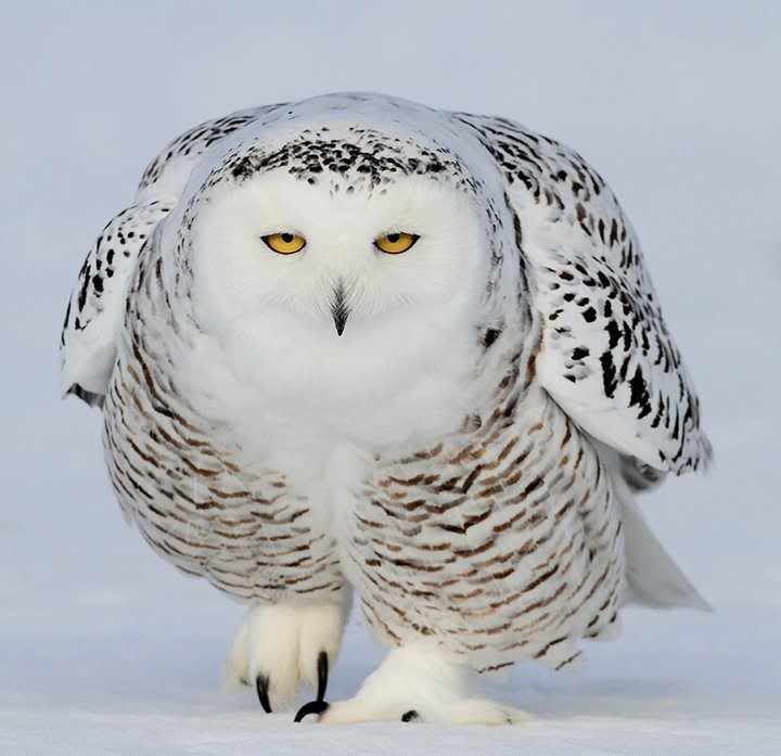 owl photo: Great Snow Owl 314024_166346440109631_2854425_n-1.jpg