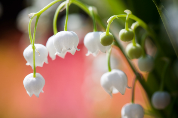 lily of the valley flowers photo: Lily Of The Valley 603293_618451418181136_873454536_n.png