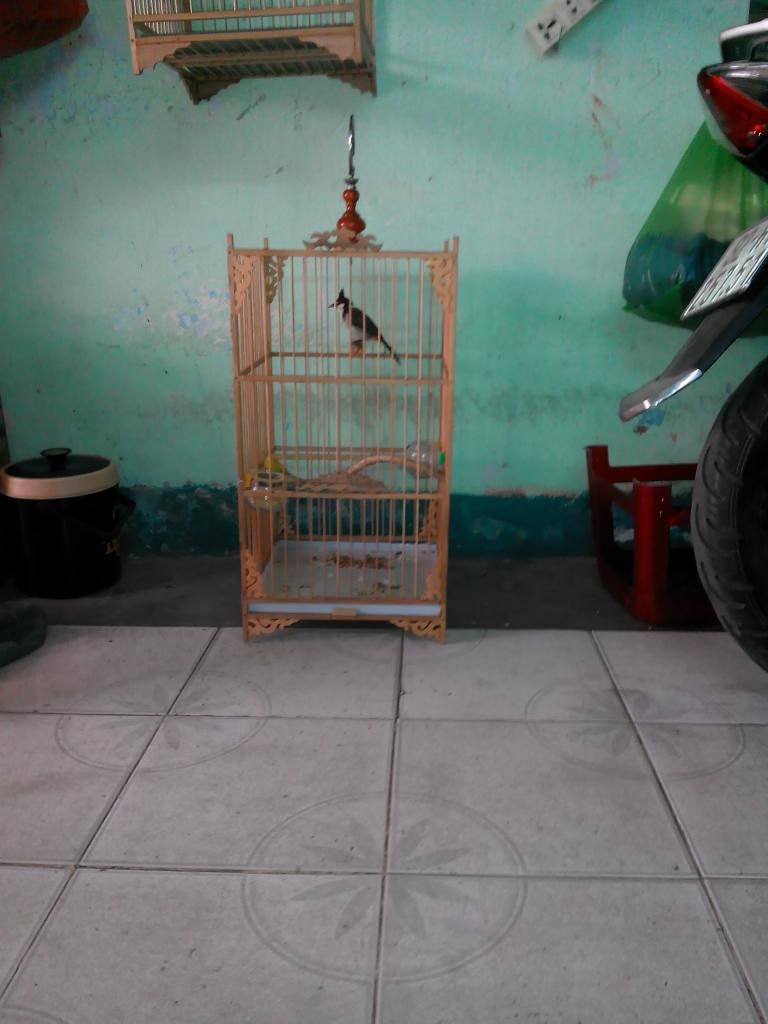 Bán Chim + Lồng - 2