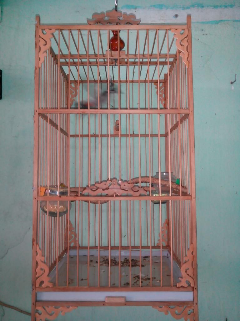 Bán Chim + Lồng - 1