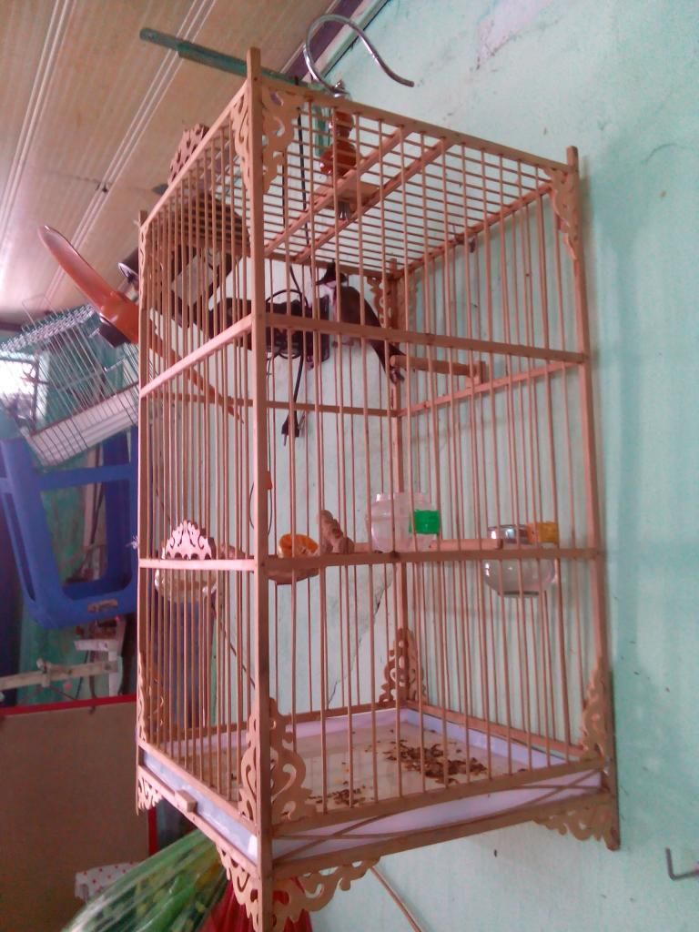 Bán Chim + Lồng - 3