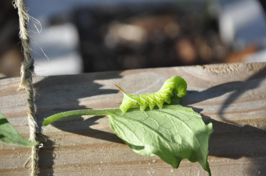  photo 7_zpsaed9457e.jpg