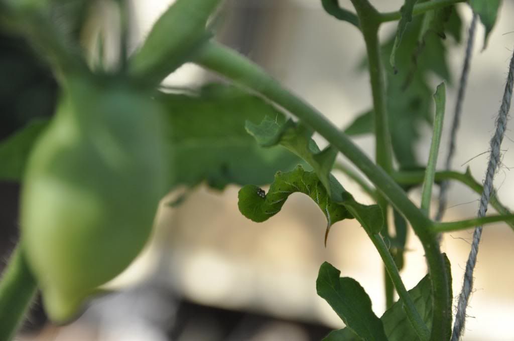  photo 9_zps0ef454d2.jpg