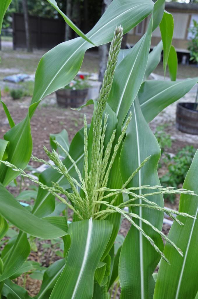 photo CornTassels2_zpsb4e3ff96.jpg
