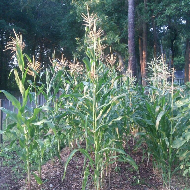 photo Corn_zps4a298ddc.jpg