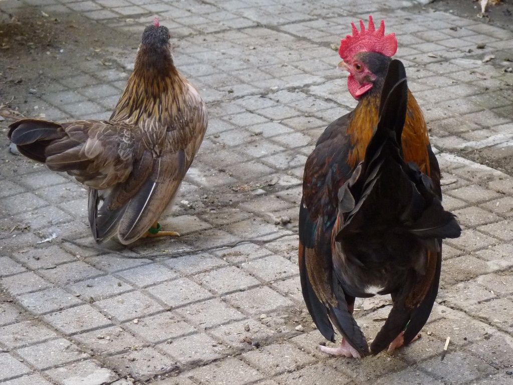 СЕРАМА - самая маленькая и кроткая курица в мире! - Страница 7 Goldynancy-2_zps48bd4126