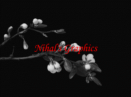 photo flowers-blooming_zps3e93d9fd.gif