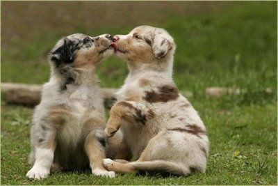 photo animals-kissing-puppies_zps1aae5403.jpeg