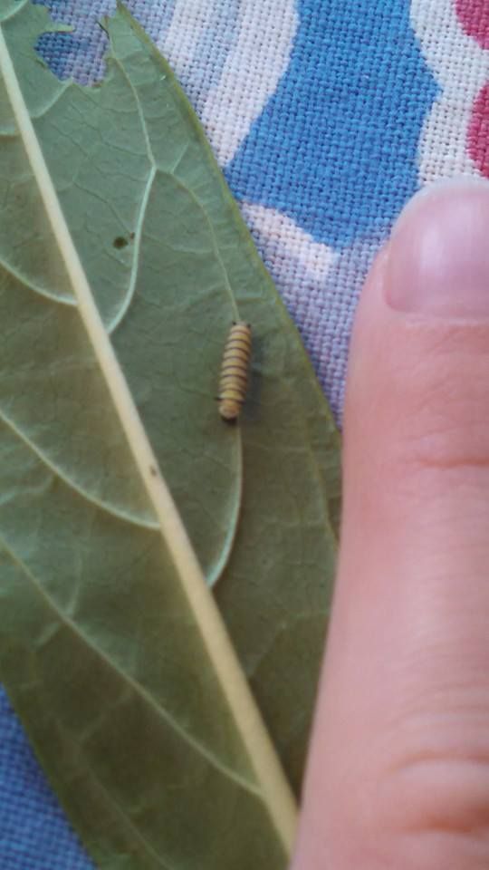 photo monarch2_zps17c8ba0b.jpg