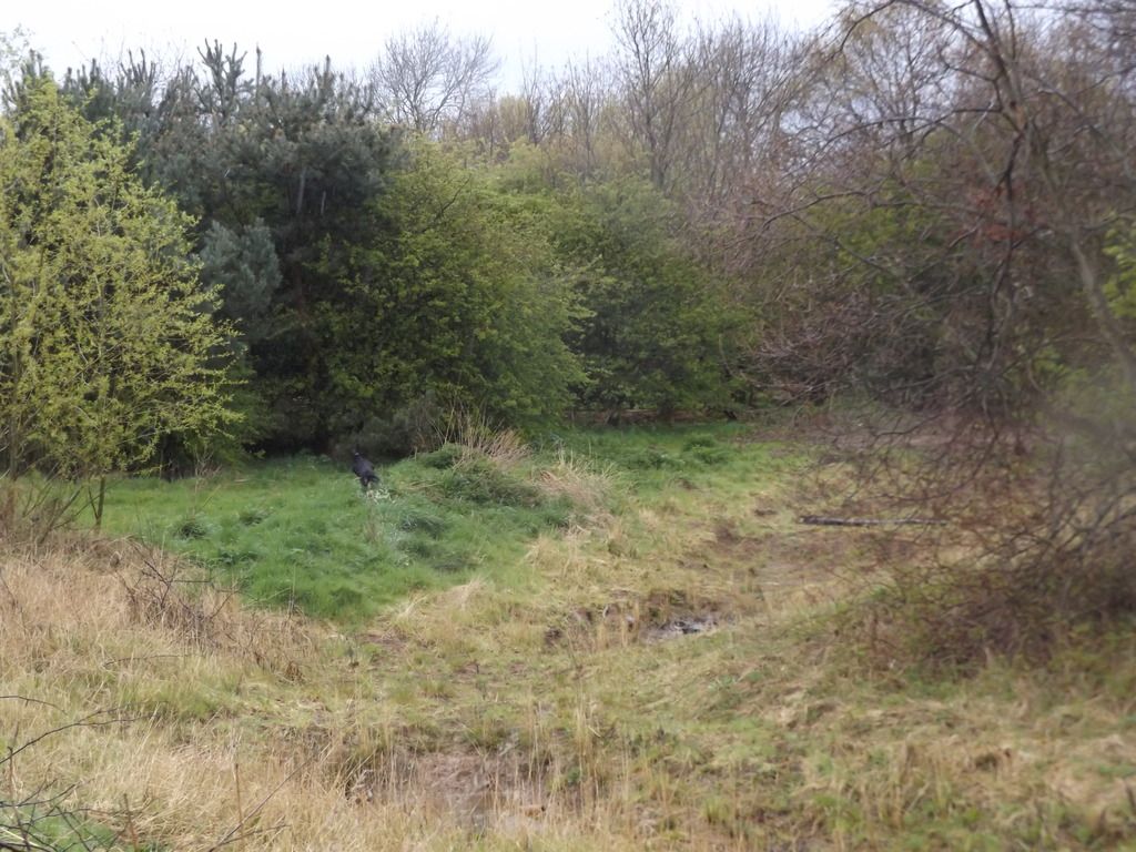 DSCF0268_zpsobgnsxsf.jpg