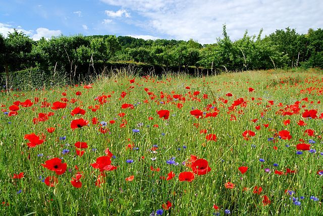 Poppy-Field-in-Argenteuil-640_zps5ac6ae13.jpg