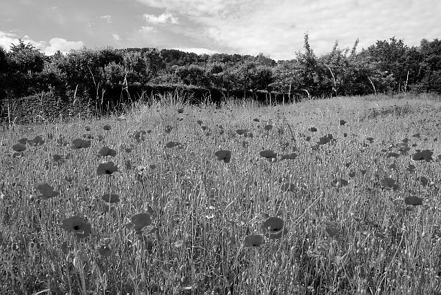 Poppy-Field-in-Argenteuil-640bw_zpse48c4740.jpg